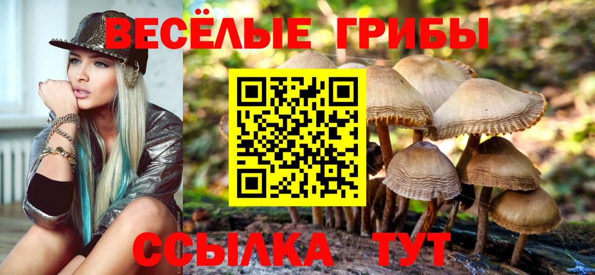 Галлюциногенные грибы Psilocybine cubensis Губкин